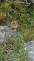 白馬乗鞍岳のチビ雷鳥2
