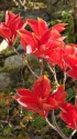 春(花)も秋(葉)も紅いツツジ
