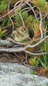 白馬乗鞍岳のチビ雷鳥3