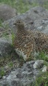 白馬乗鞍岳のママ雷鳥4