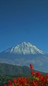 西湖の富士山