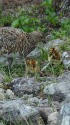 白馬乗鞍岳の親子2