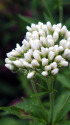 白花フジバカマ