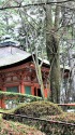 強風で落葉してしまいました。
