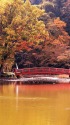 紅葉と赤い橋