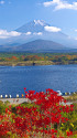 精進湖から 富士山と紅葉