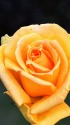 秋薔薇