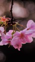 十月桜