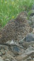 白馬岳の雌雷鳥2
