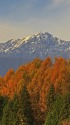 黄葉越しの鹿島槍が岳