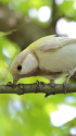 白いシジュウカラ175