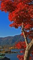 河口湖の紅葉