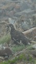 小蓮華山の雄雷鳥