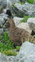 船越ノ頭の雌雷鳥