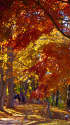 山中湖 湖畔の紅葉