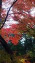 お寺の紅葉