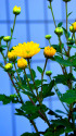 菊の花