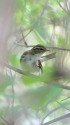 ウグイス君8