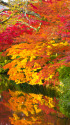 永観堂 水辺の紅葉