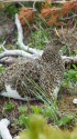 白馬乗鞍岳のママ雷鳥6