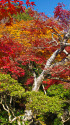 京の秋・岩倉 実相院の紅葉