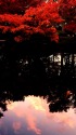 紅葉と夕焼けの映り込み