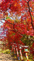 鞍馬寺の紅葉