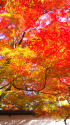 京の秋・曼殊院の紅葉