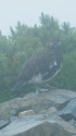 爺ヶ岳の雄雷鳥