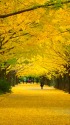 黄色い並木