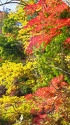 奥多摩 御岳渓谷の紅葉
