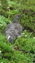 北ノ俣岳の雄雷鳥
