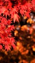 明治神宮の紅葉