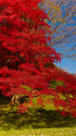 小石川後楽園 鮮やかな紅葉