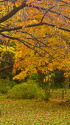 秋の小石川植物園