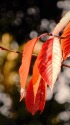 紅葉と玉暈け