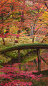 六義園 山陰橋と紅葉