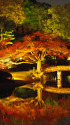 六義園 ライトアップ 6
