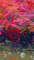 小石川後楽園 通天橋と紅葉