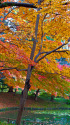 小石川後楽園の紅葉