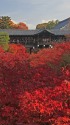 東福寺の紅葉