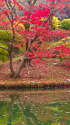 六義園 中の島の紅葉