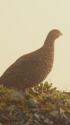 南岳の雌雷鳥