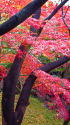 小石川後楽園の紅葉