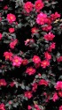 満開の山茶花