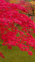 高台寺 臥龍池と紅葉