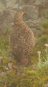 南岳の雌雷鳥2