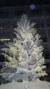 WHITE KITTEのツリー