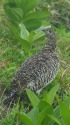 弓折岳のママ雷鳥