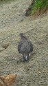 弓折岳の雄雷鳥